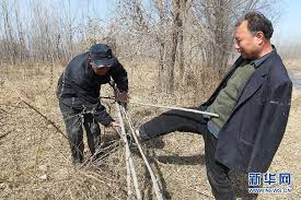 man plant tree